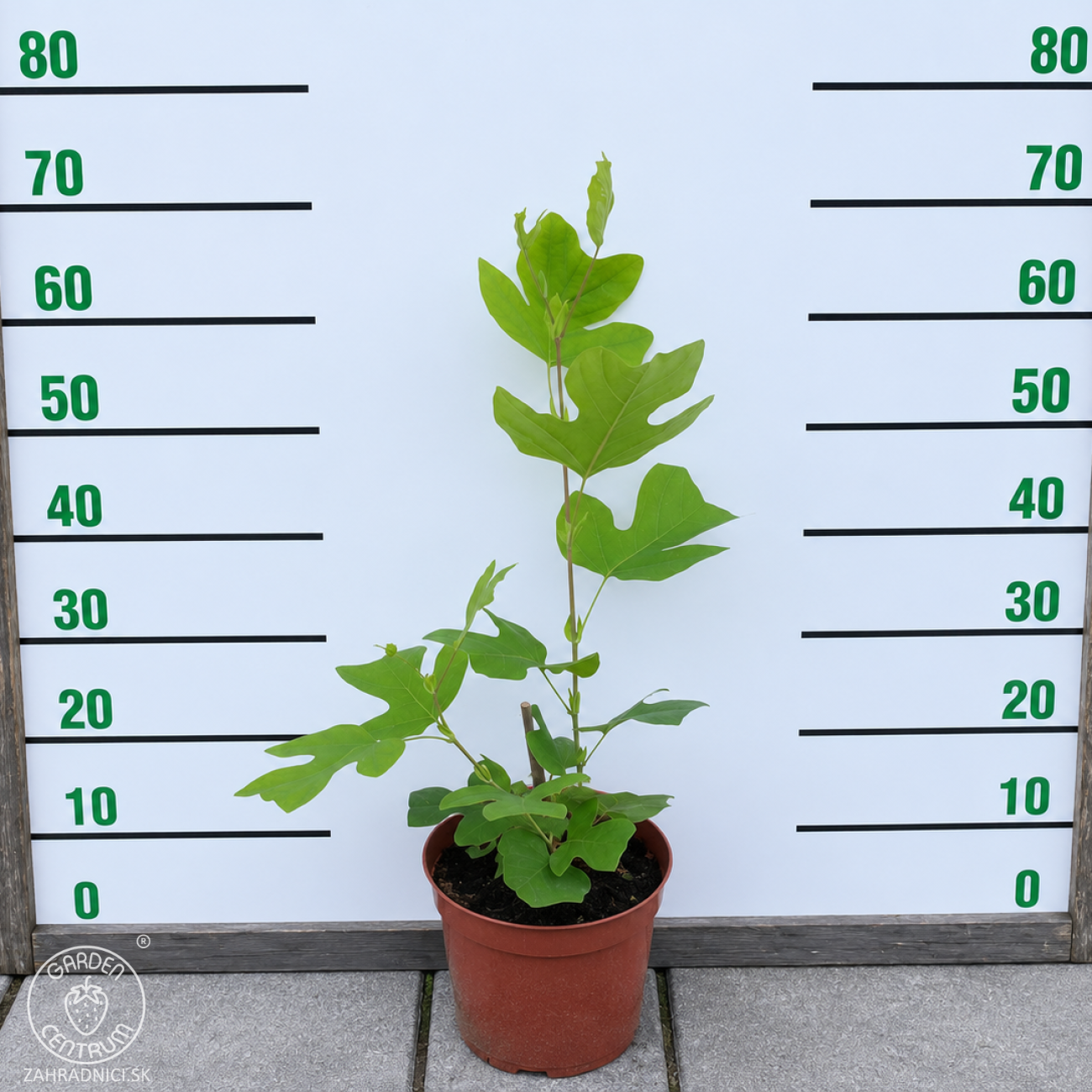 Obrázok Ľaliovník tulipánokvetý (Liriodendron tulipifera) ´TULIPANOVEC´ - výška 50-80 cm, kont. C5L